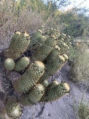 Coryphantha erecta