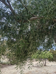 Olea europaea