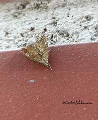 Scybalistodes periculosalis