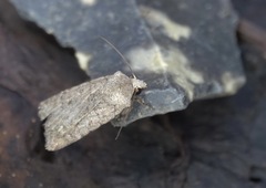 Caradrina clavipalpis