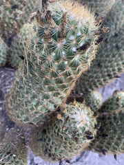 Coryphantha erecta