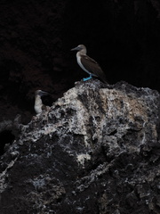 Sula nebouxii excisa