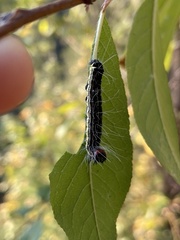 Acronicta radcliffei
