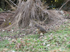 Grallaria quitensis
