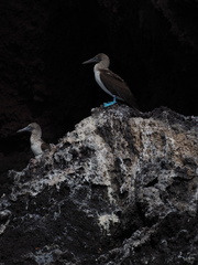 Sula nebouxii excisa