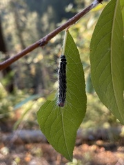 Acronicta radcliffei