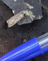Caradrina clavipalpis