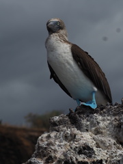 Sula nebouxii excisa