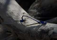 Argia extranea