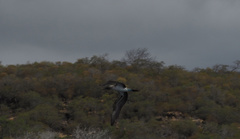 Sula nebouxii excisa