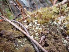 Cladonia verticillata