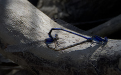 Argia extranea