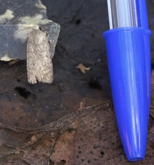 Caradrina clavipalpis