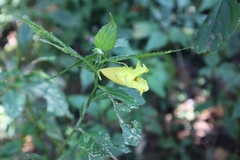 Impatiens tayemonii