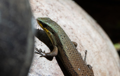Eutropis