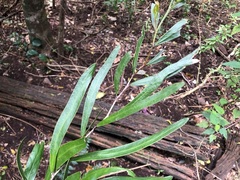 Acacia fasciculifera