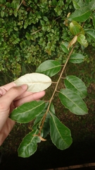 Elaeagnus thunbergii
