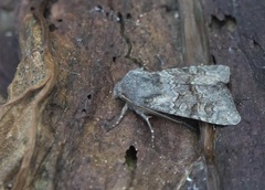 Aporophyla lutulenta