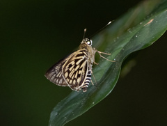 Plastingia tessellata