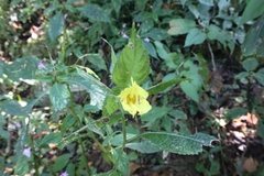Impatiens tayemonii