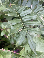 Wisteria frutescens