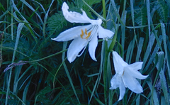 Paradisea liliastrum