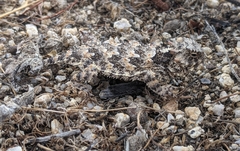 Phrynosoma blainvillii