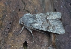Aporophyla lutulenta