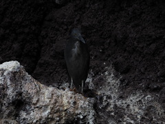 Butorides striata sundevalli