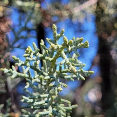 Cupressus arizonica