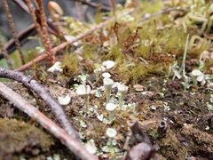 Cladonia verticillata