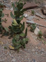 Asclepias latifolia