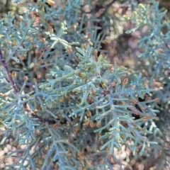Cupressus arizonica