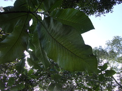 Magnolia vovidesii
