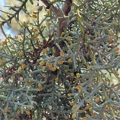 Cupressus arizonica