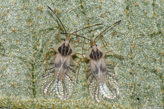 Tingidae