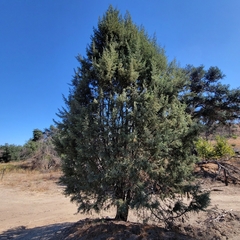 Cupressus arizonica