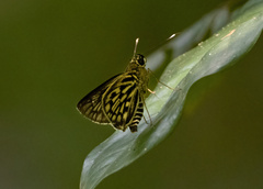 Plastingia tessellata