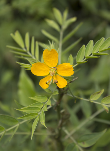 Senna hirsuta iNat (3)