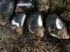 Echinolittorina peruviana
