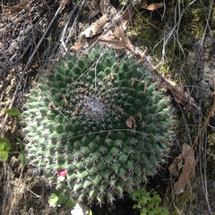 Mammillaria karwinskiana