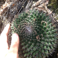 Mammillaria karwinskiana