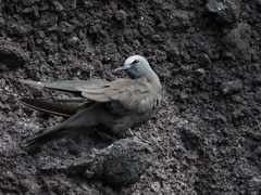 Anous stolidus galapagensis