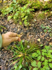 Carex folliculata