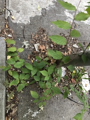 Ulmaceae