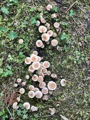 Mycetinis scorodonius