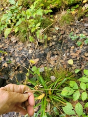Carex folliculata