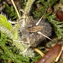 Acrolophus mora