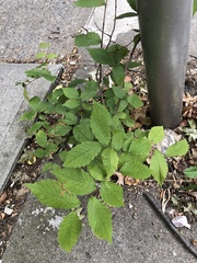 Ulmaceae