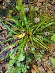 Carex folliculata